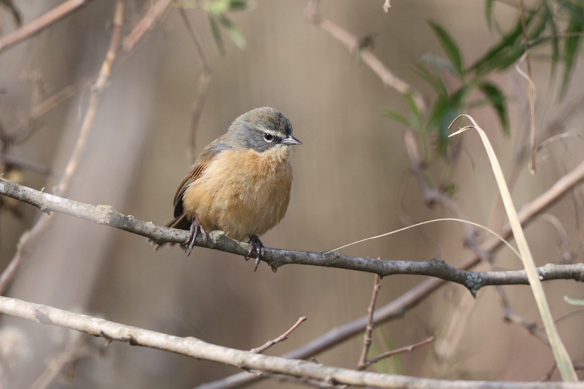 Long-tailed Reed Finch - ML638996976