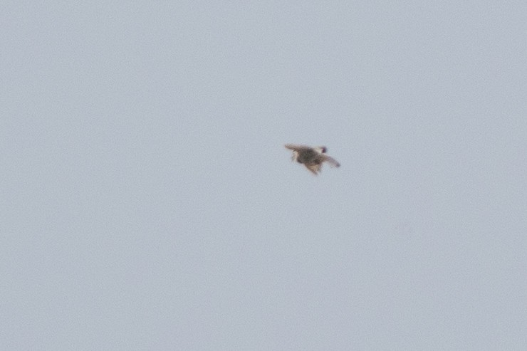 Thick-billed Longspur - ML638996979