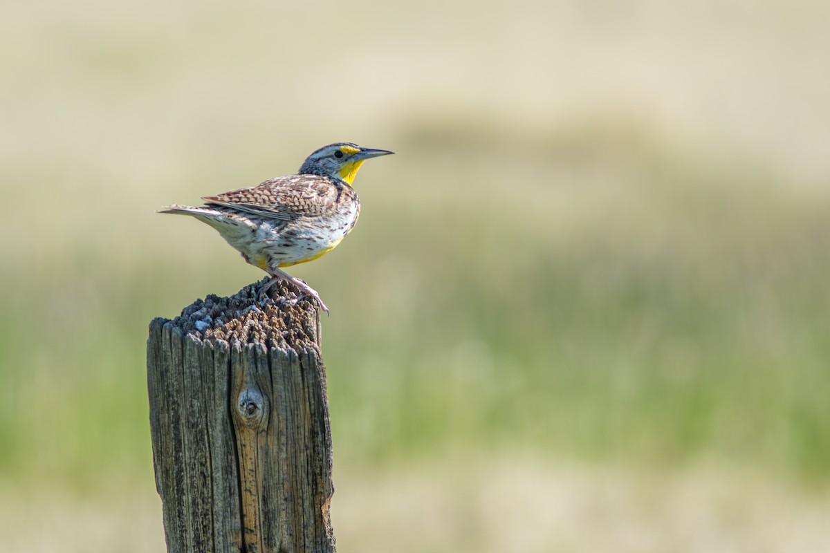 Western Meadowlark - ML638996981