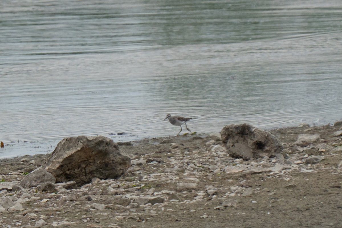 Wood Sandpiper - ML638996983