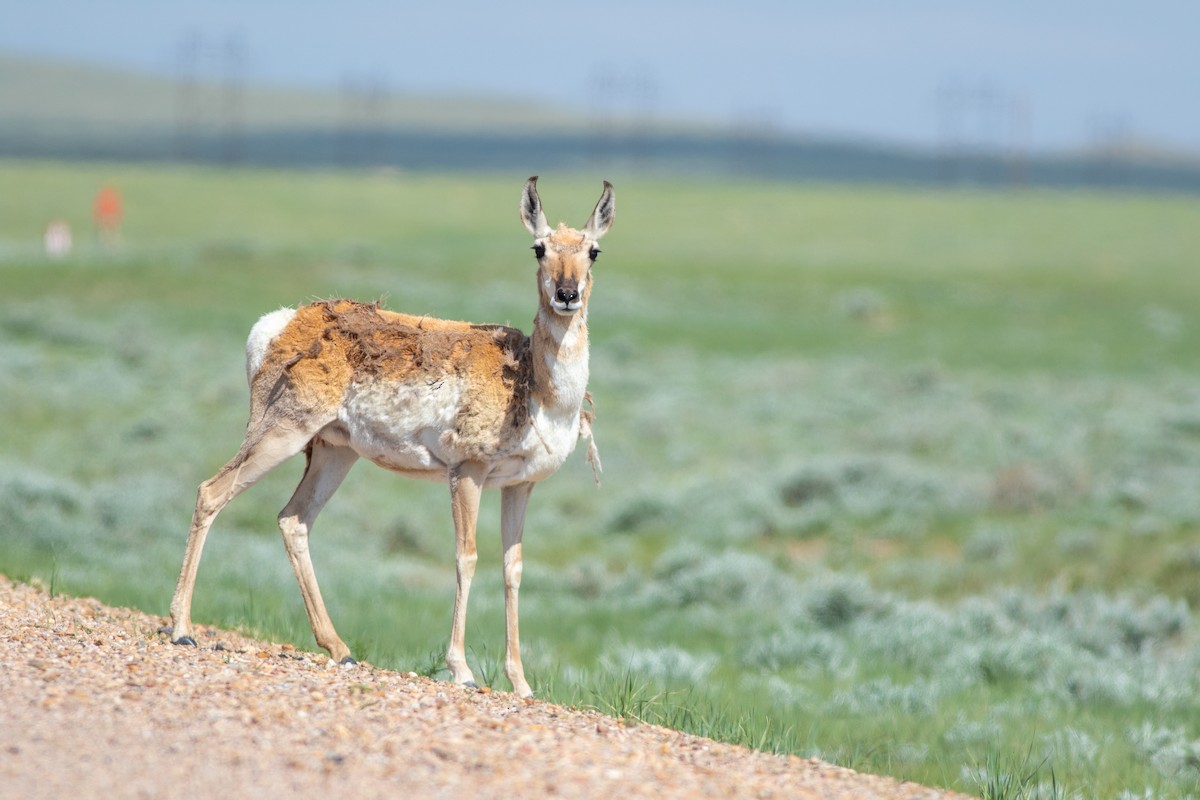 Pronghorn - ML638996988
