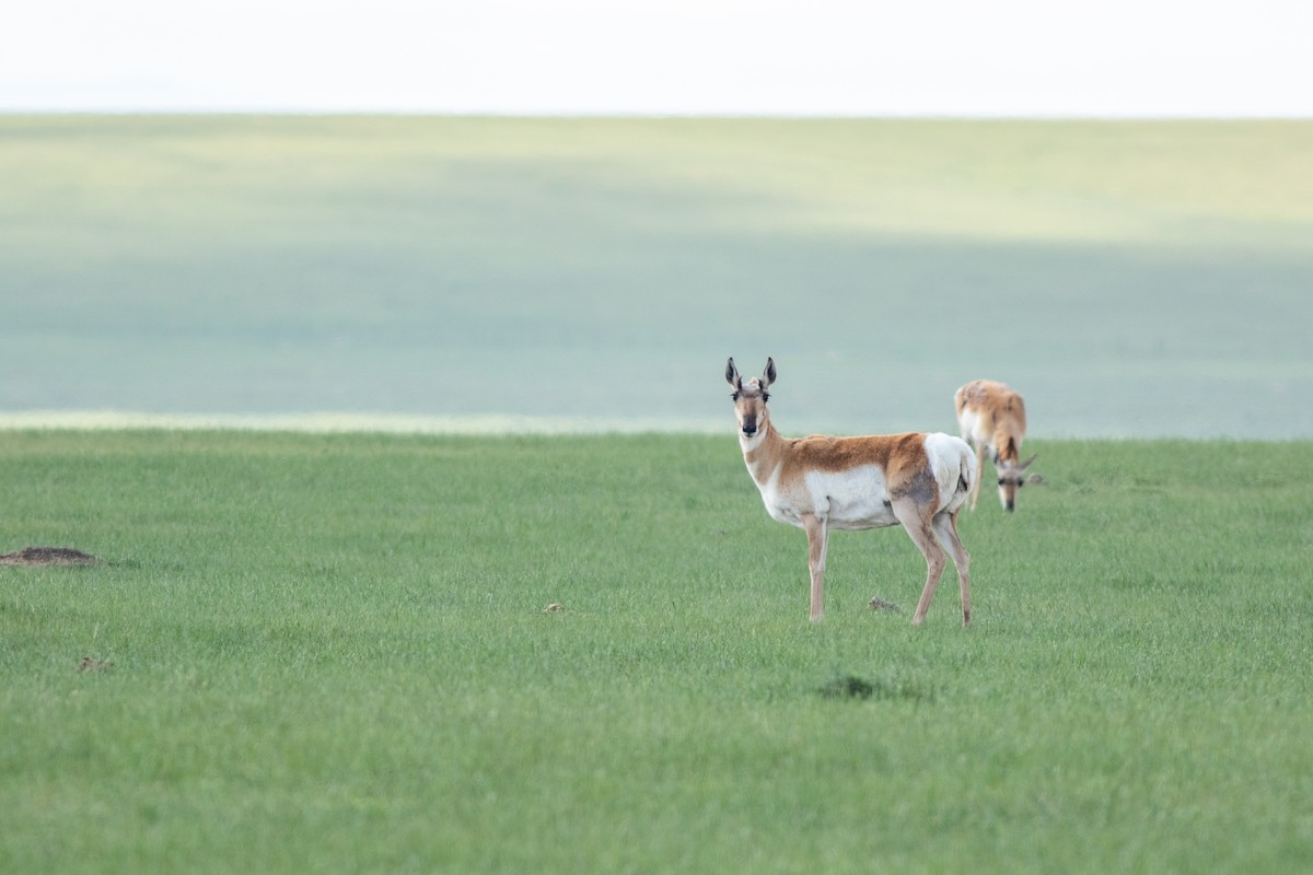 Pronghorn - ML638996990