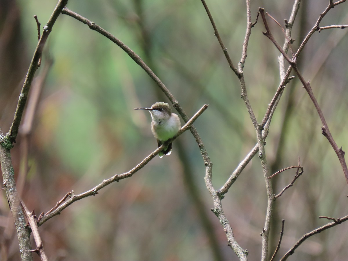 Ruby-throated Hummingbird - ML638996991