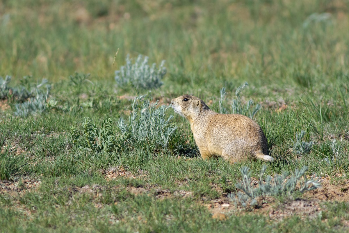White-tailed Prairie Dog - ML638996992