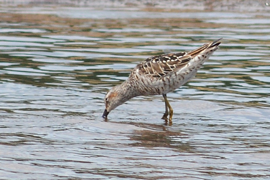 Stilt Sandpiper - ML638996997