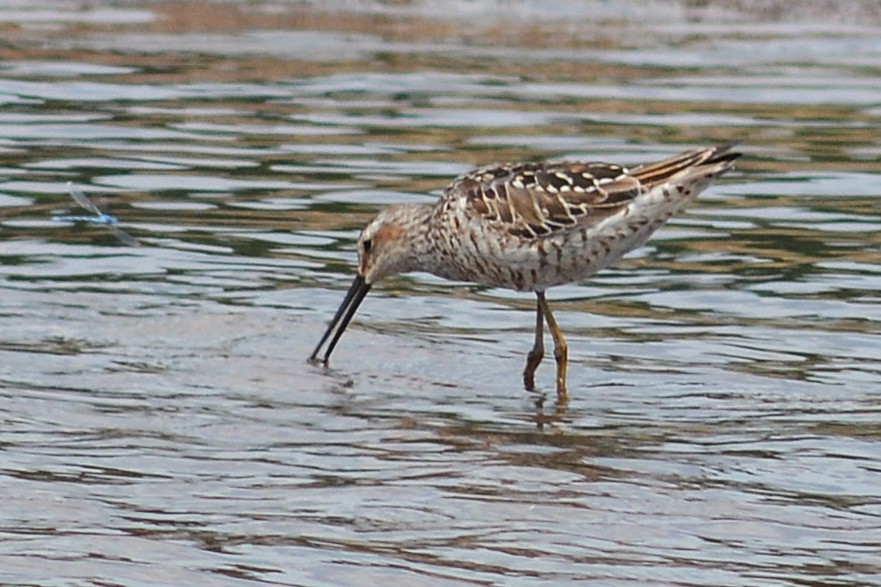 Stilt Sandpiper - ML638996998