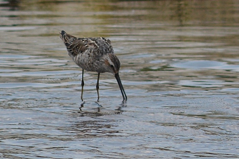 Stilt Sandpiper - ML638996999