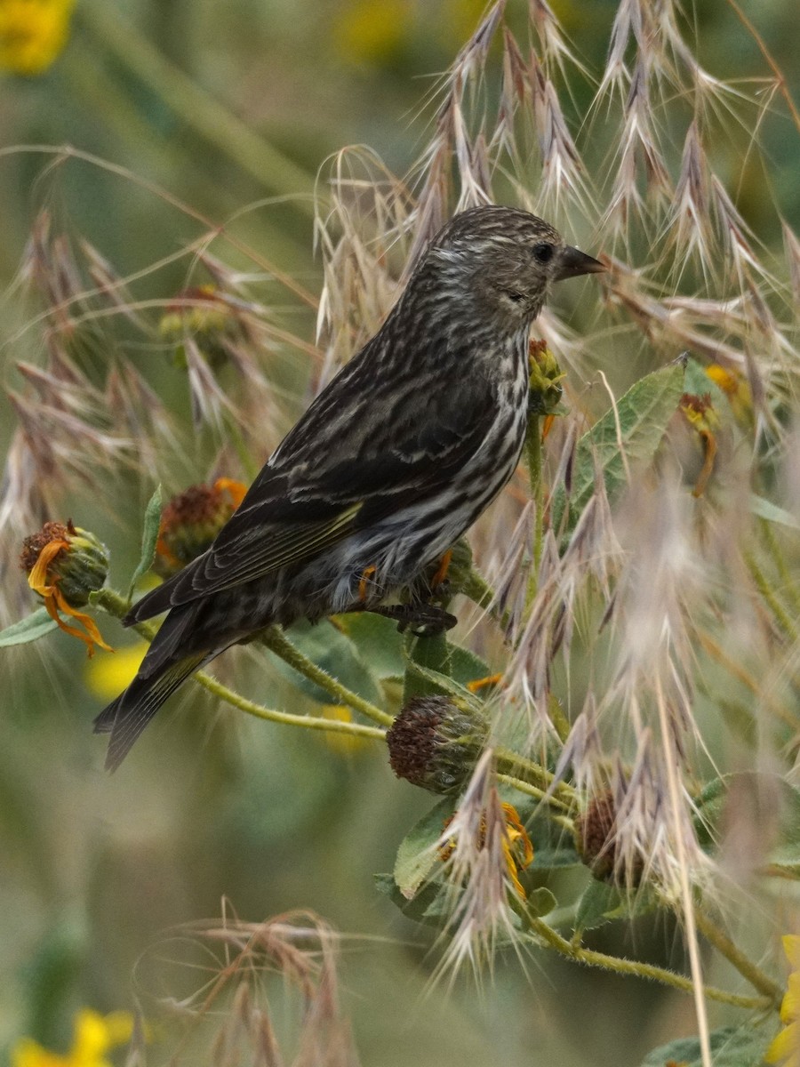 Pine Siskin - ML638997005