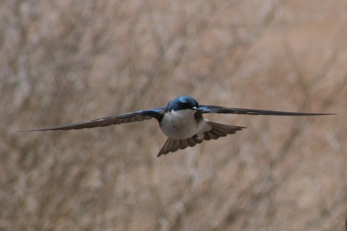 Golondrina Bicolor - ML63899701