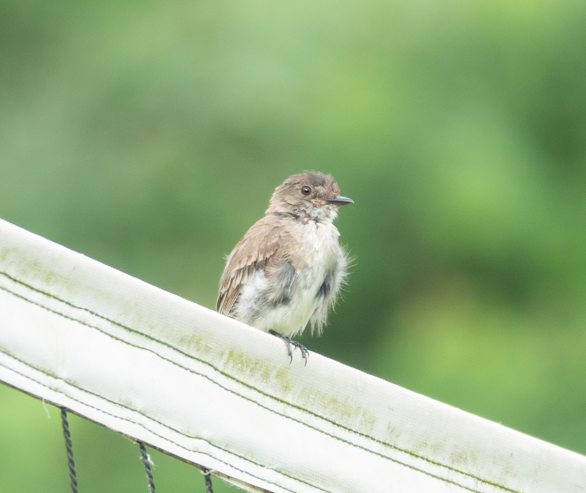 Eastern Phoebe - ML638997017