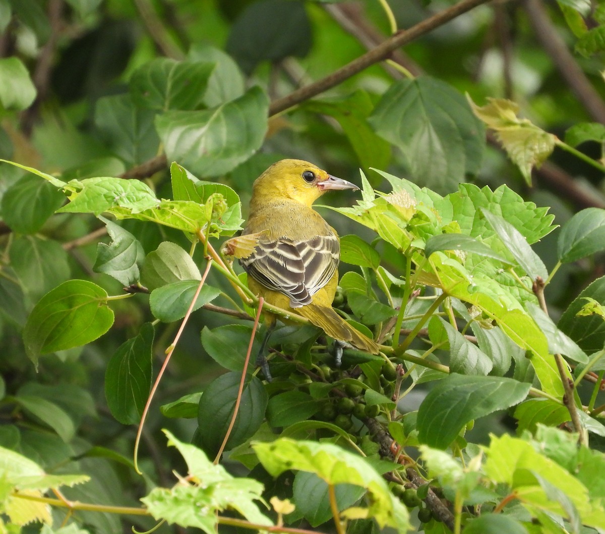 Orchard Oriole - ML638997039