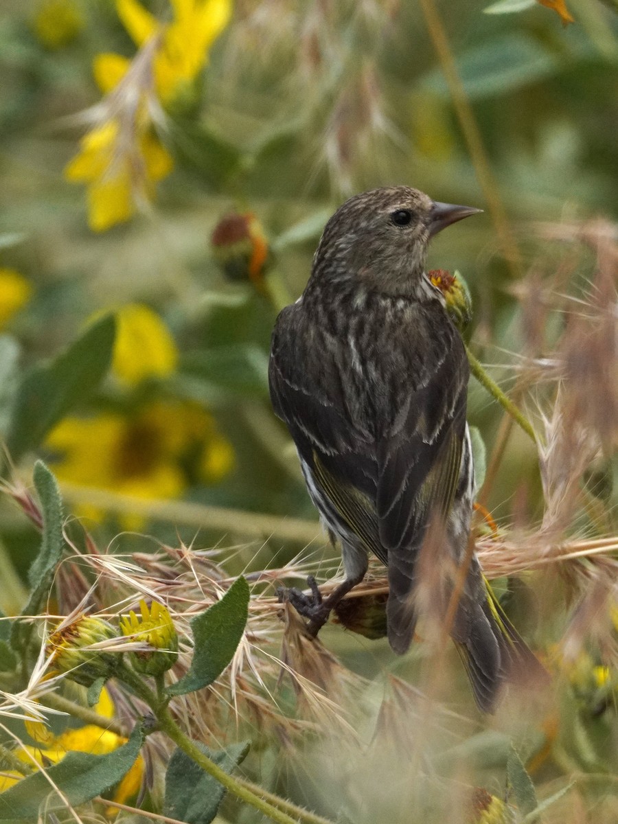 Pine Siskin - ML638997044