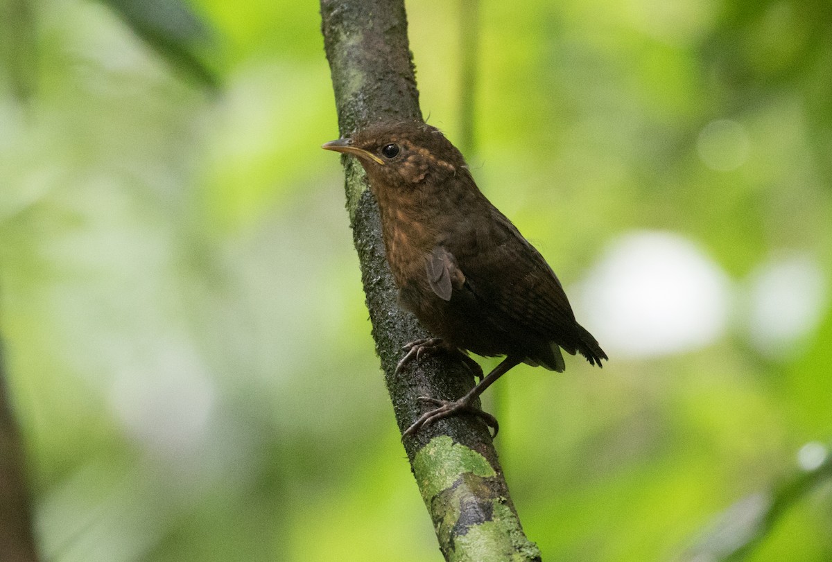 Musician Wren - ML638997049