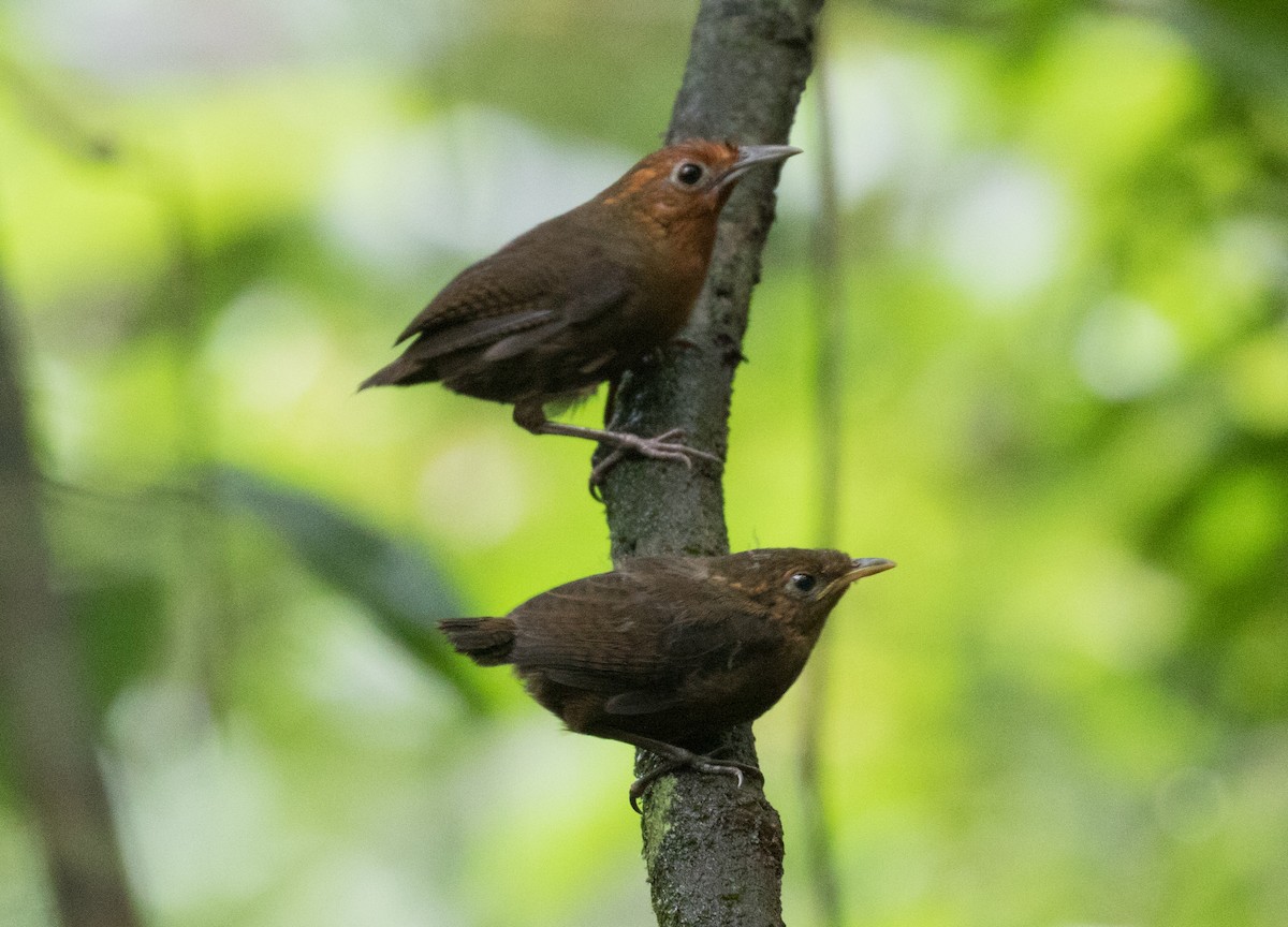 Musician Wren - ML638997050