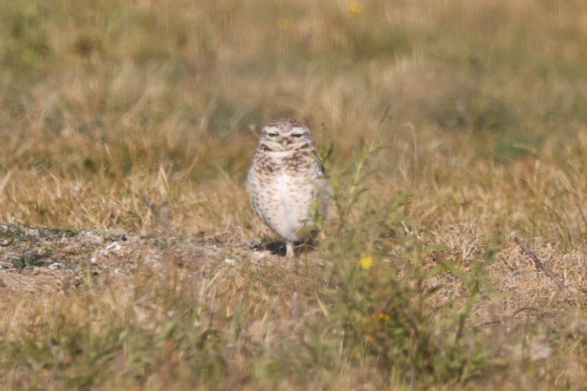 Burrowing Owl - ML638997060