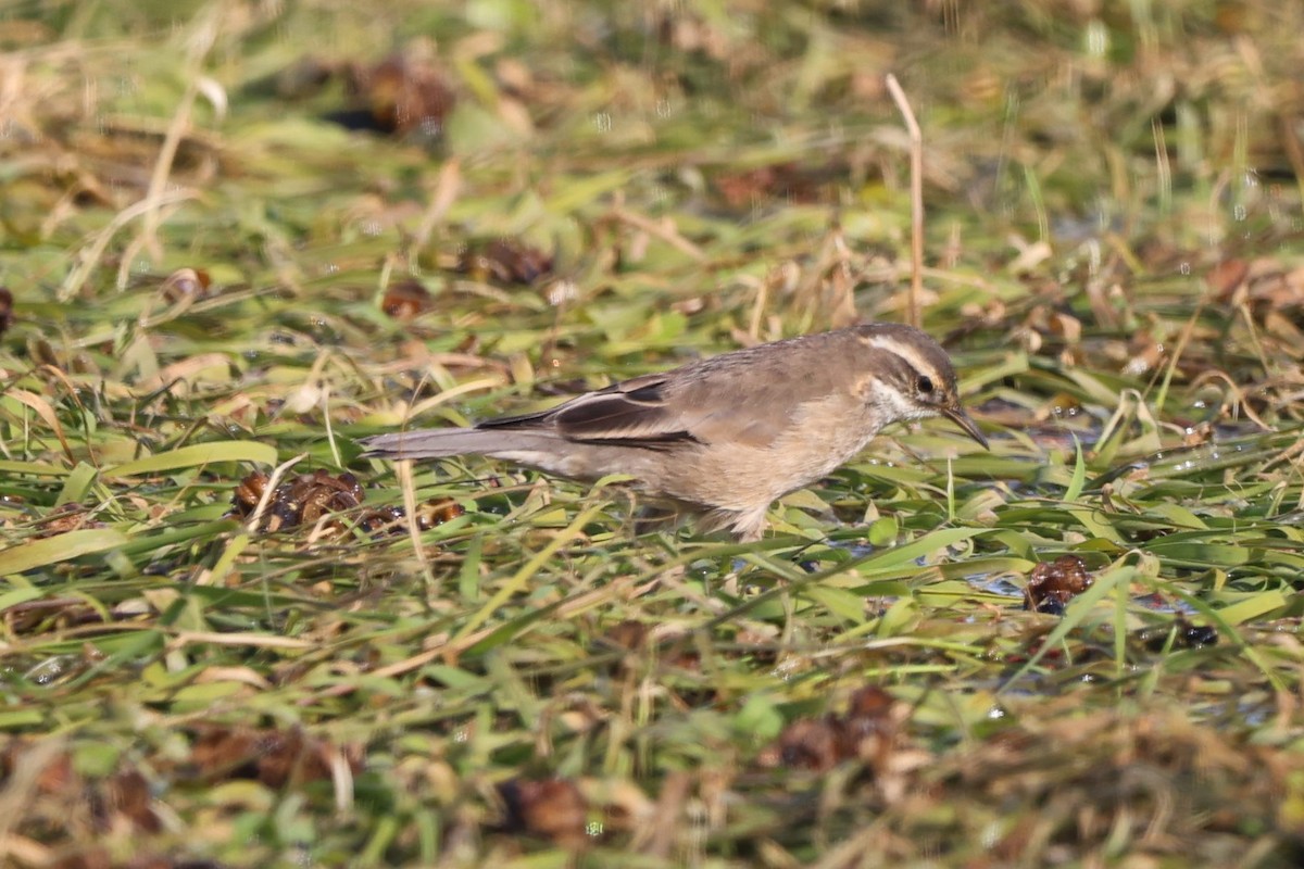 Buff-winged Cinclodes - ML638997064