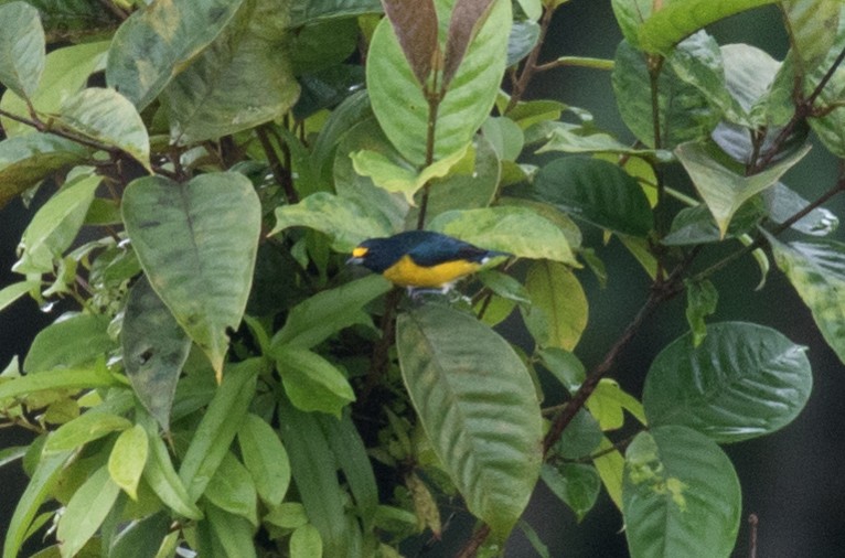 White-vented Euphonia - ML638997101