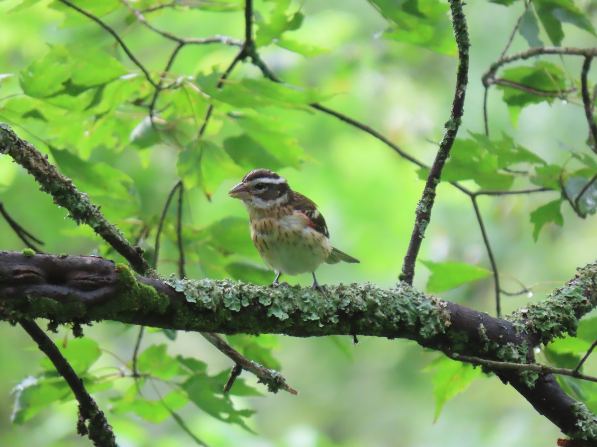 Rose-breasted Grosbeak - ML638997102