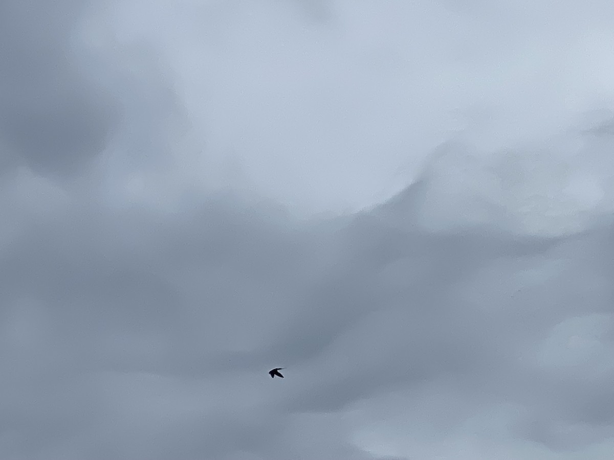 Barn Swallow - ML638997105