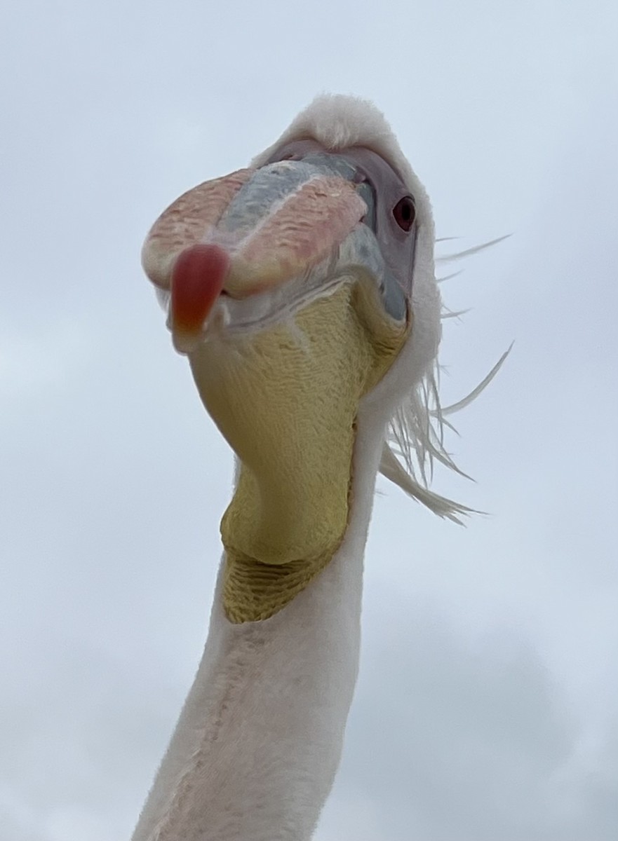 Great White Pelican - ML638997110