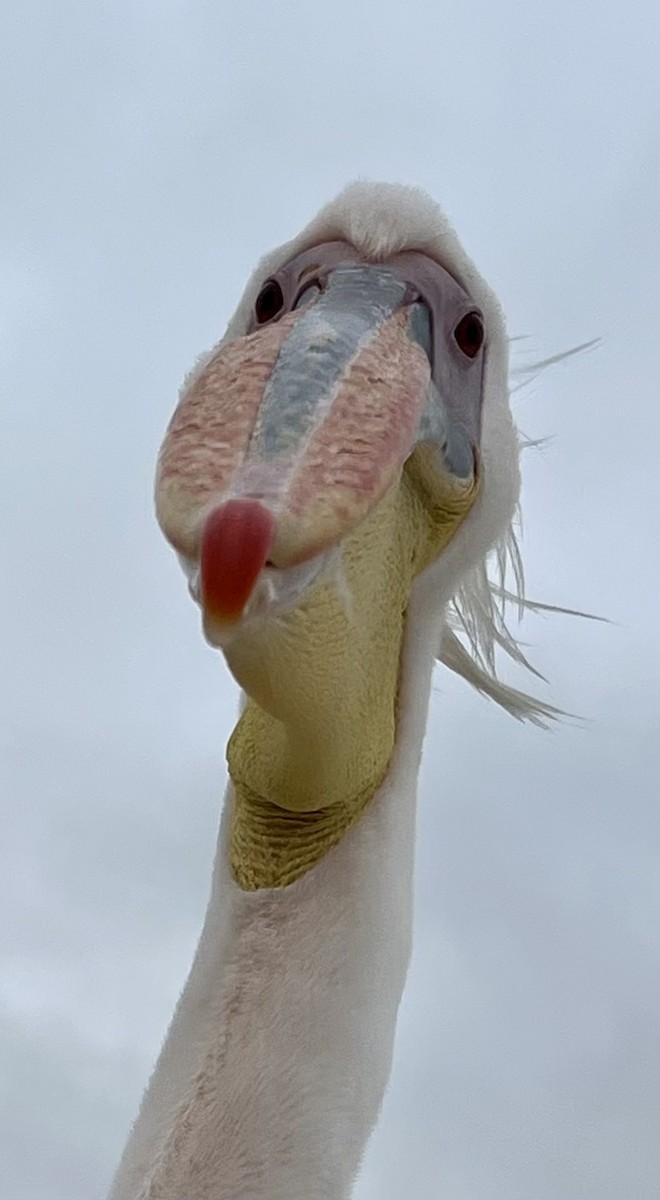 Great White Pelican - ML638997111