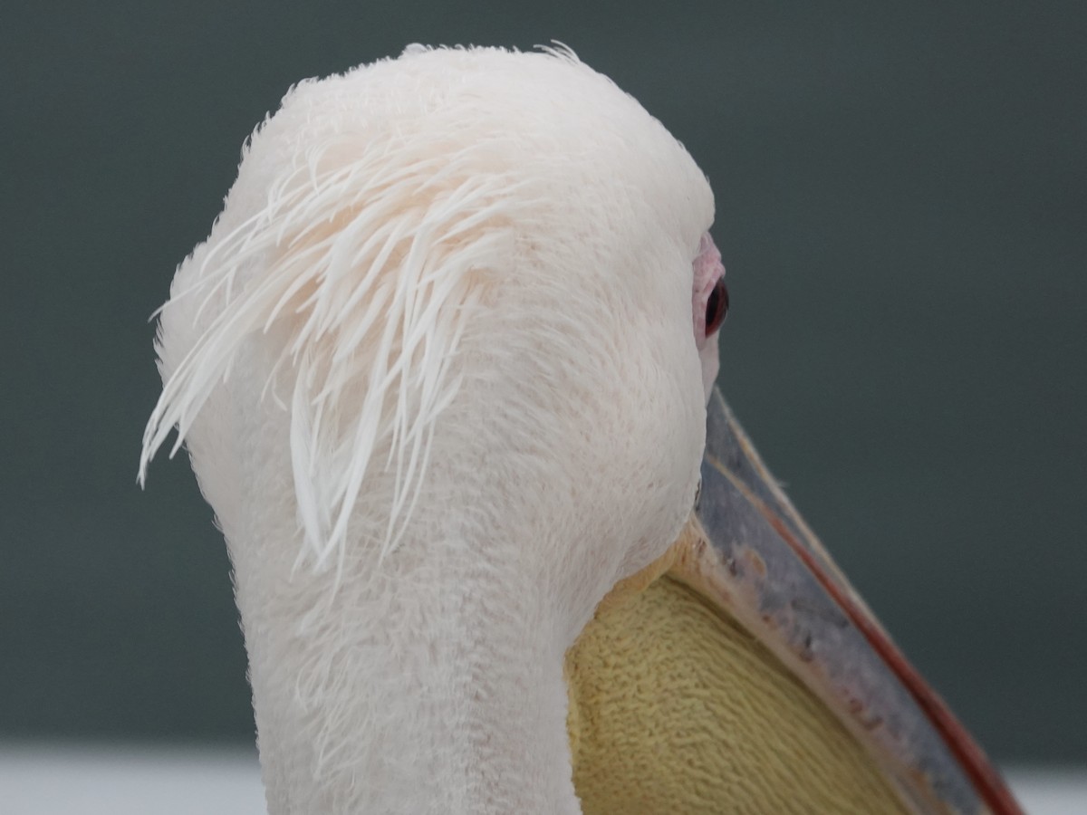 Great White Pelican - ML638997112