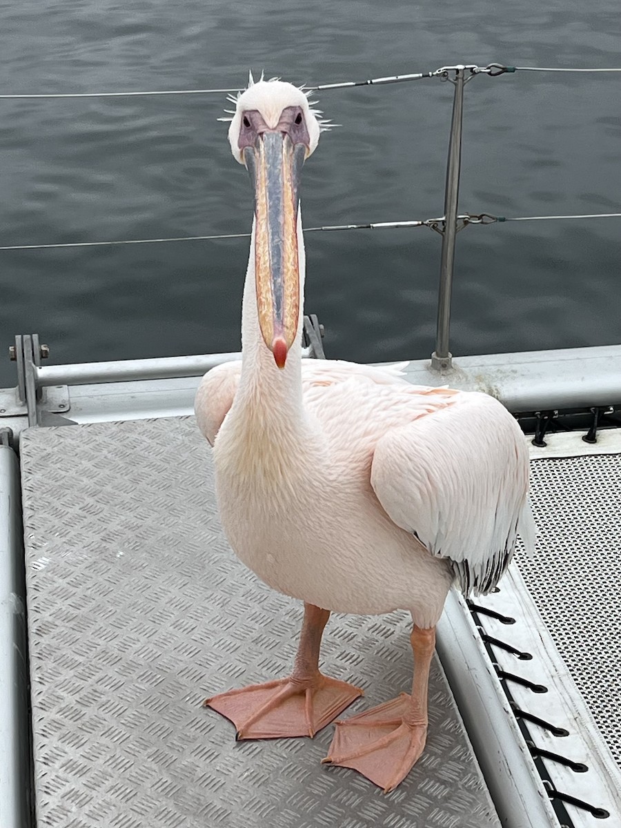 Great White Pelican - ML638997113