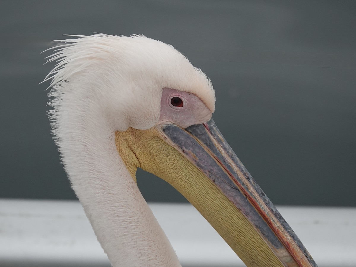 Great White Pelican - ML638997114