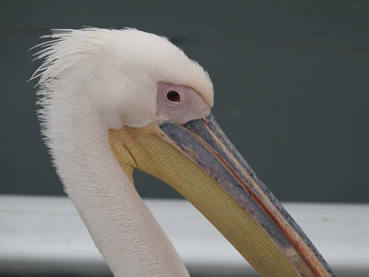 Great White Pelican - ML638997116