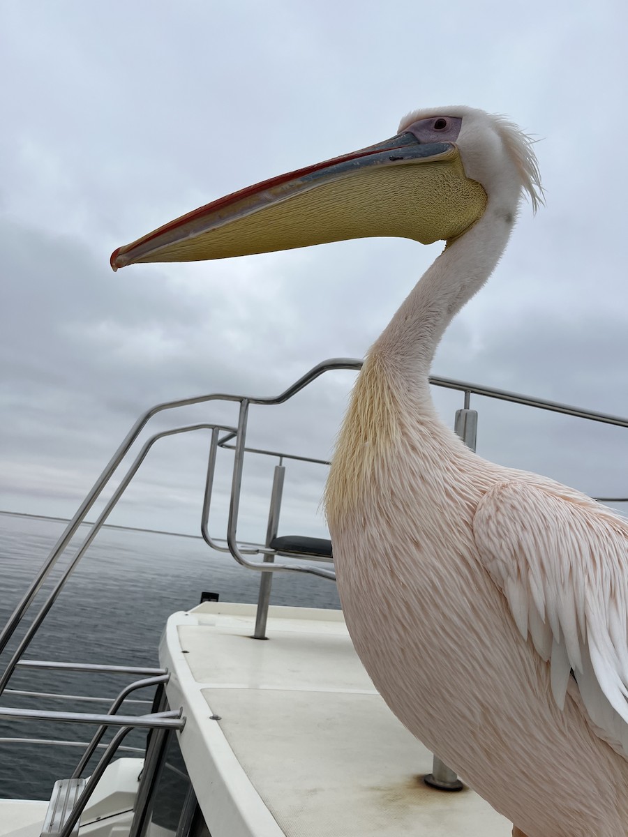 Great White Pelican - ML638997117