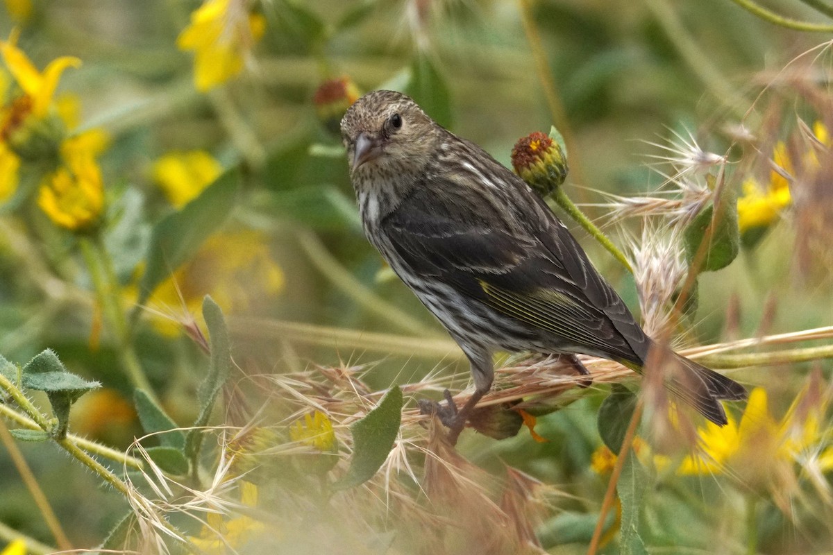 Pine Siskin - ML638997129