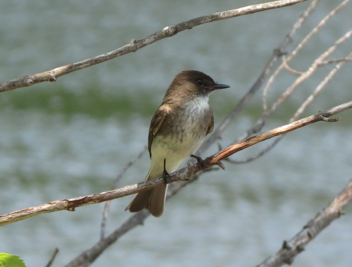 Eastern Phoebe - ML638997139