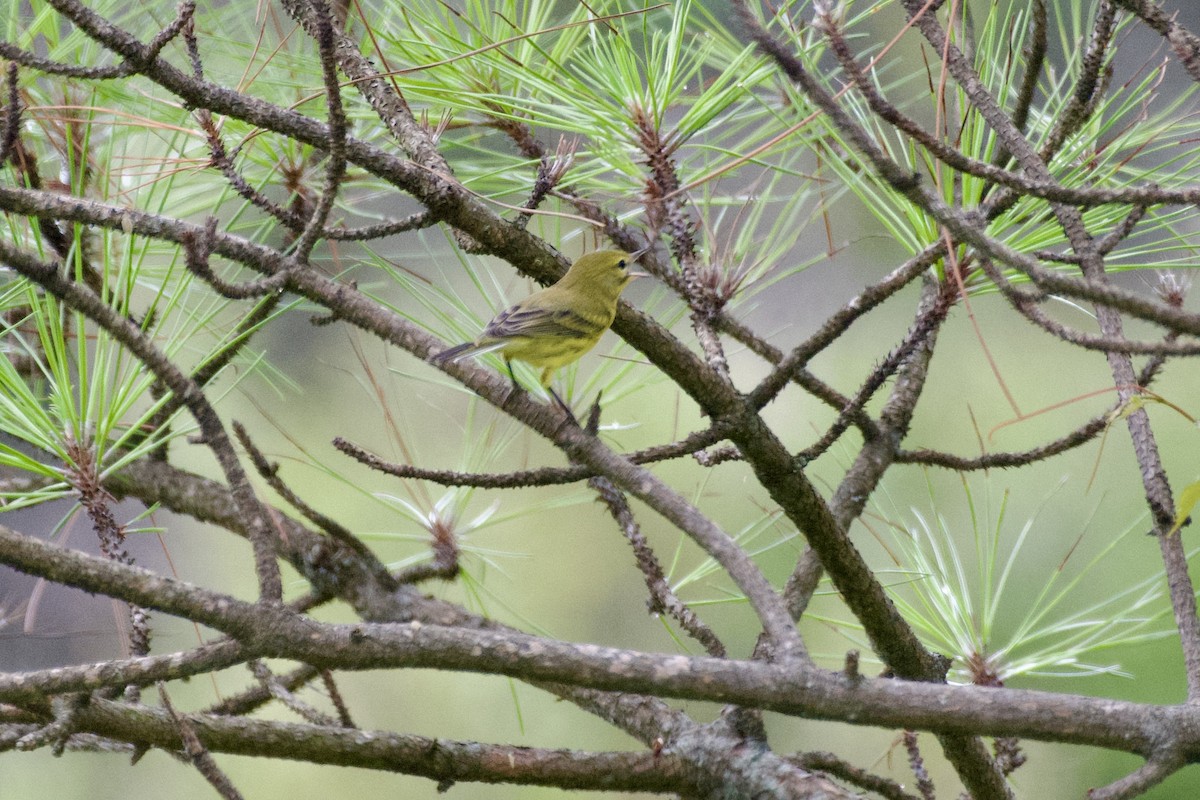 Prairie Warbler - ML638997140