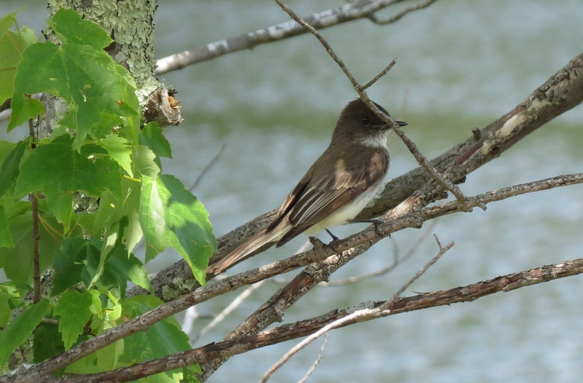 Eastern Phoebe - ML638997142