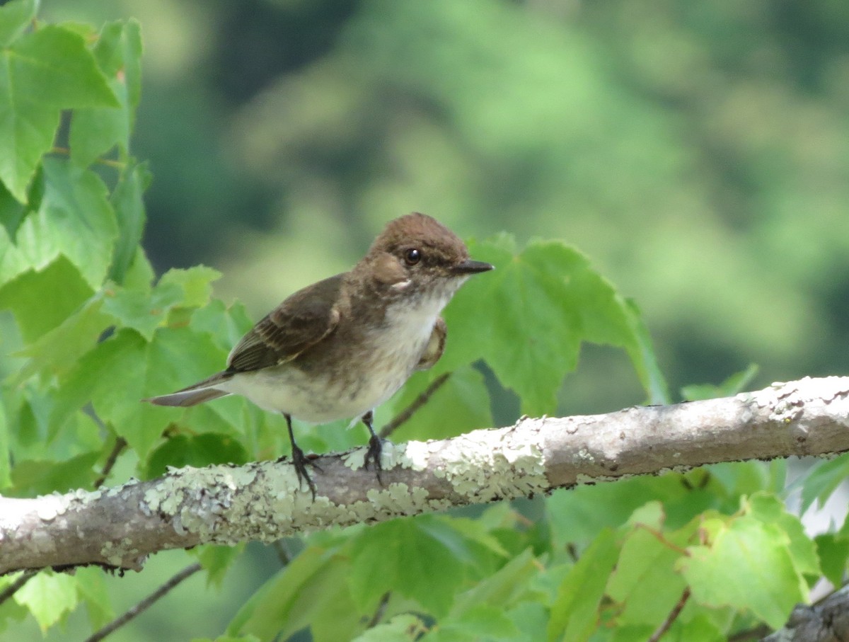 Eastern Phoebe - ML638997144