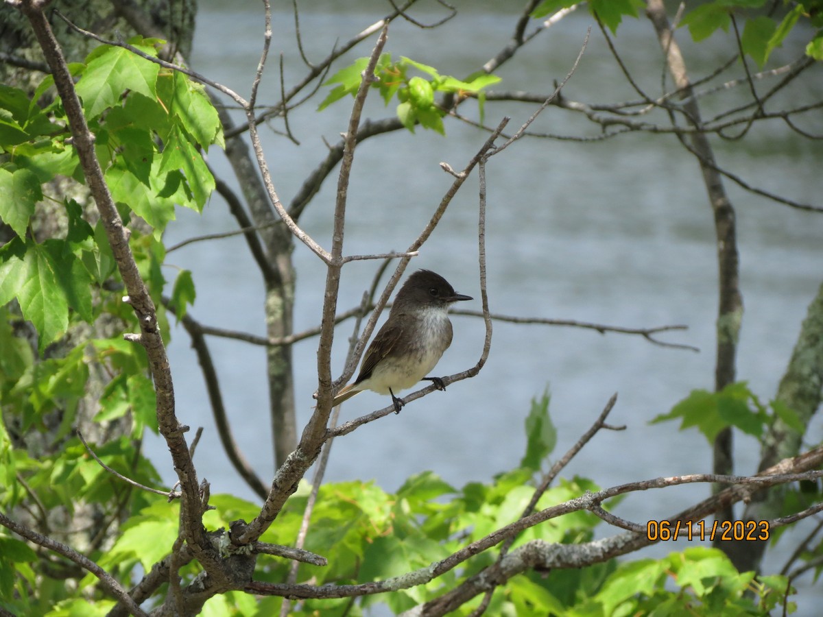 Eastern Phoebe - ML638997145