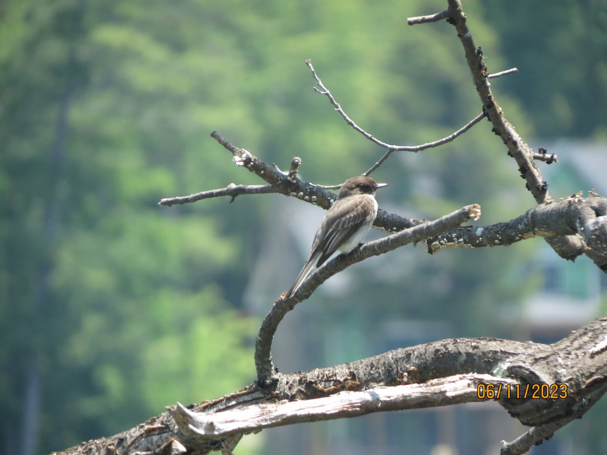 Eastern Phoebe - ML638997147