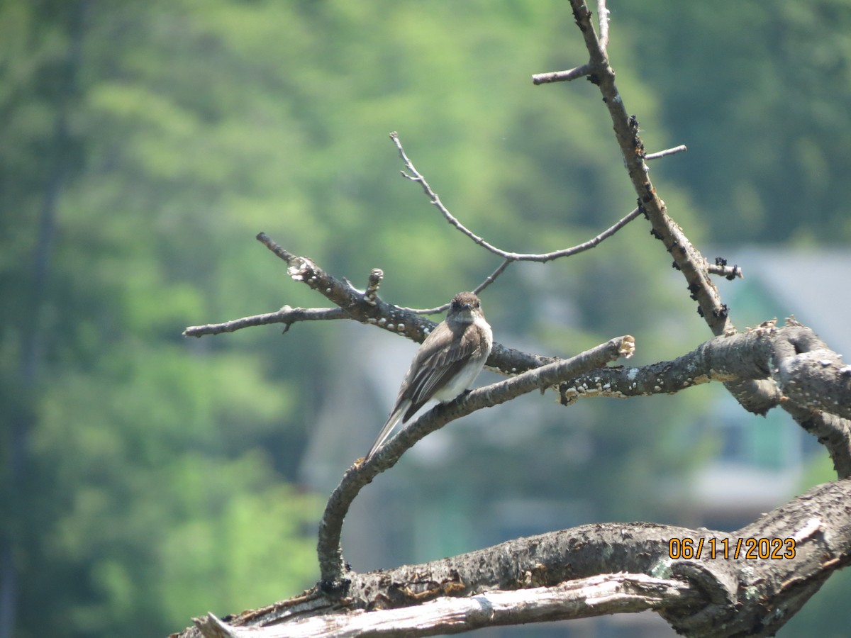 Eastern Phoebe - ML638997148