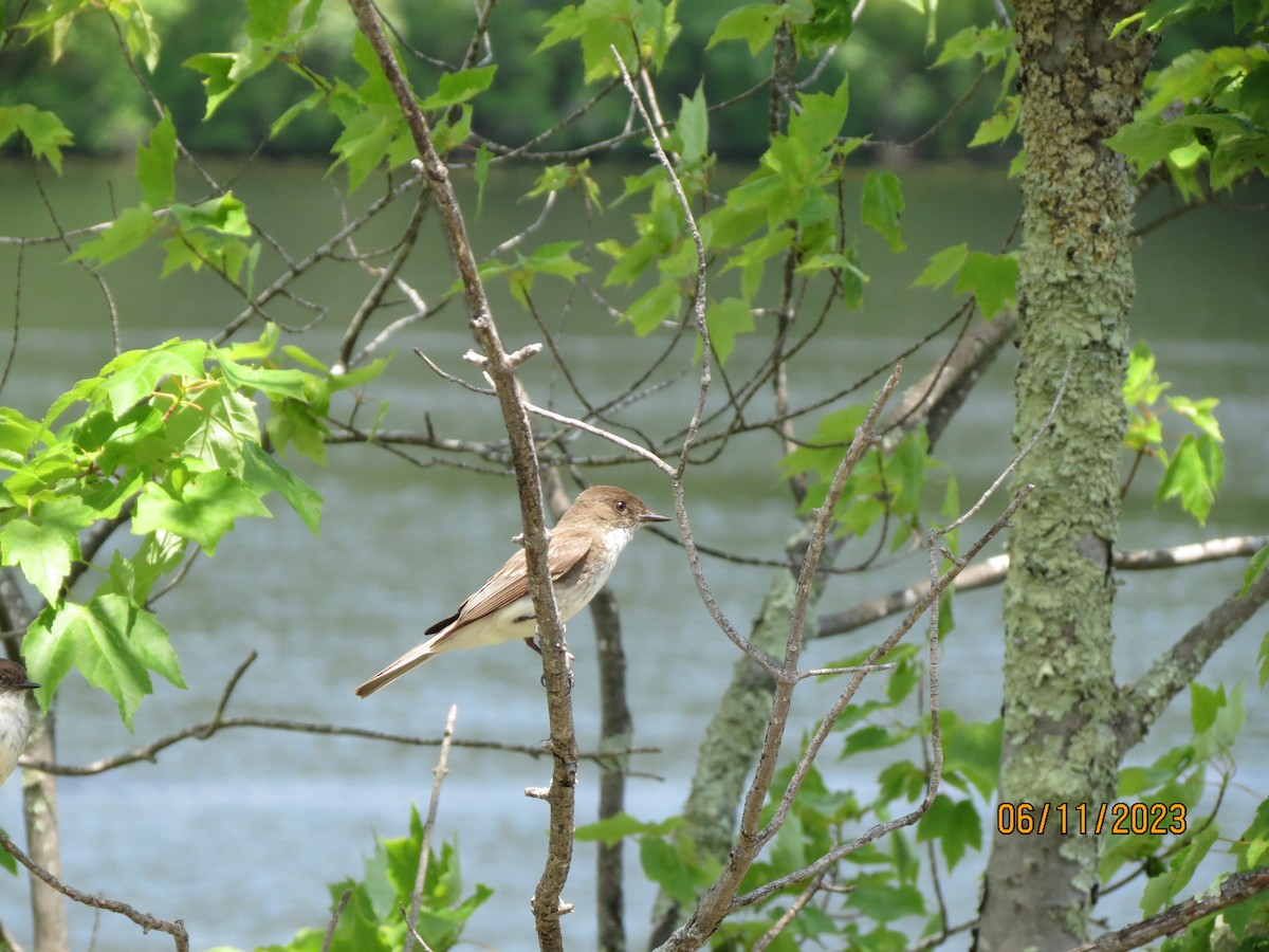 Eastern Phoebe - ML638997150