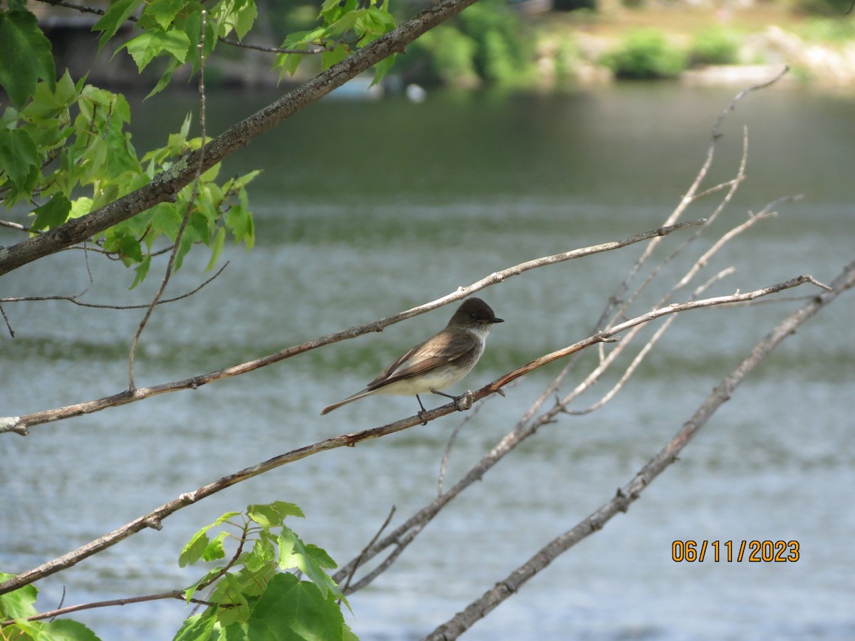 Eastern Phoebe - ML638997152