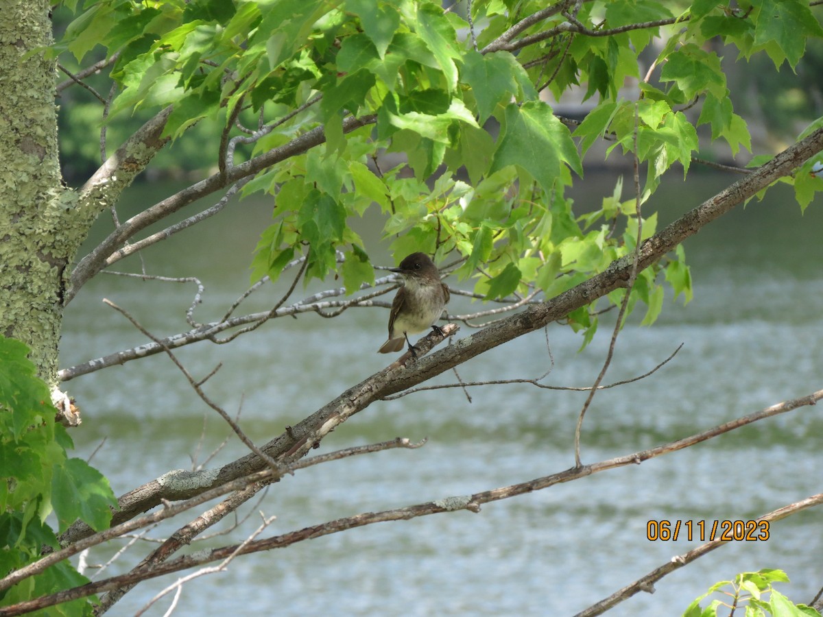 Eastern Phoebe - ML638997153