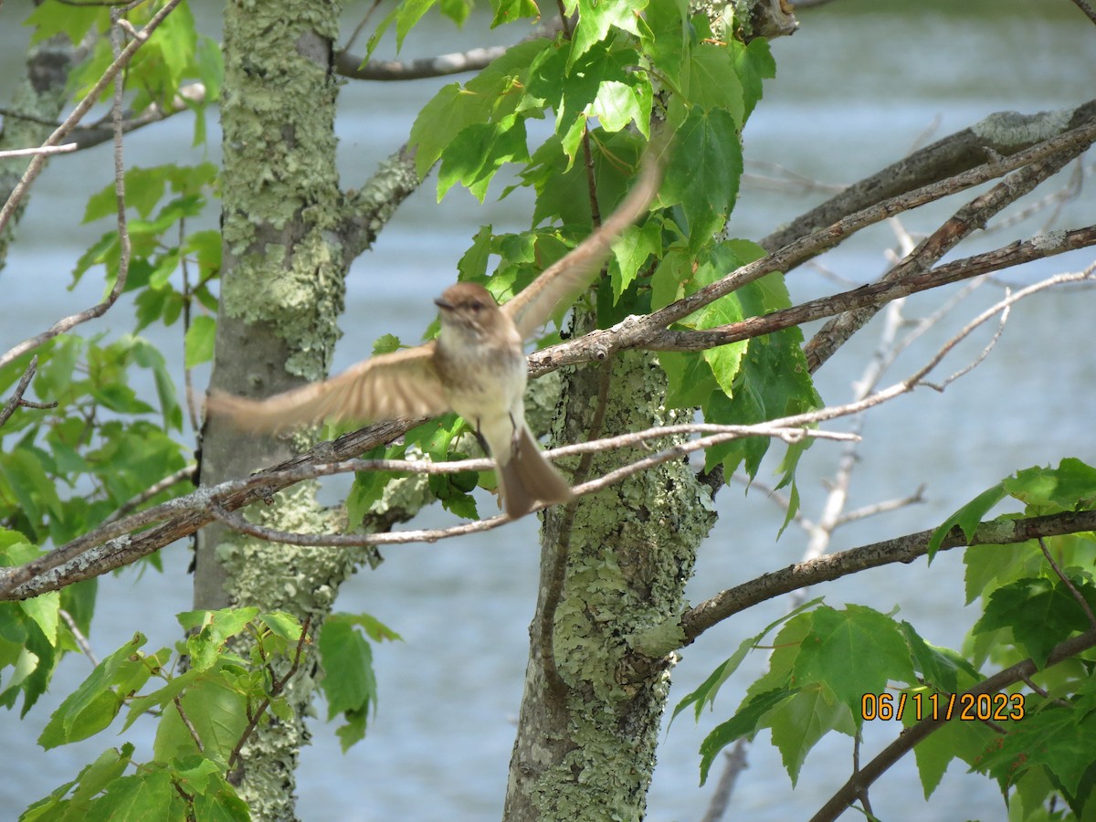 Eastern Phoebe - ML638997154