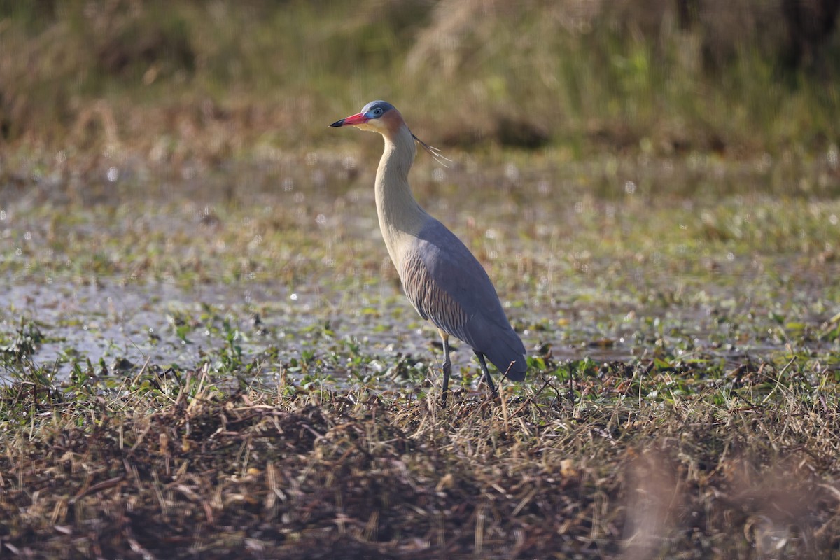 Whistling Heron - ML638997169