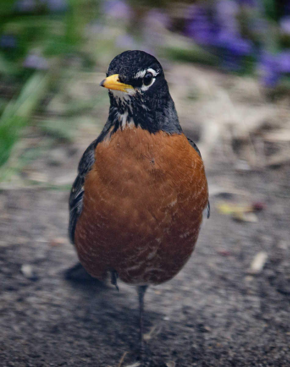 American Robin - ML638997173