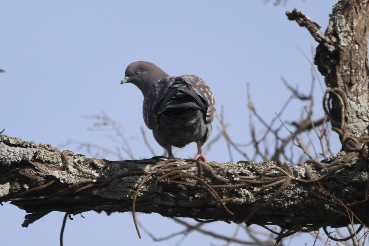 Spot-winged Pigeon - ML638997178