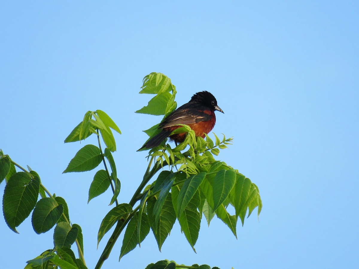 Orchard Oriole - ML638997179