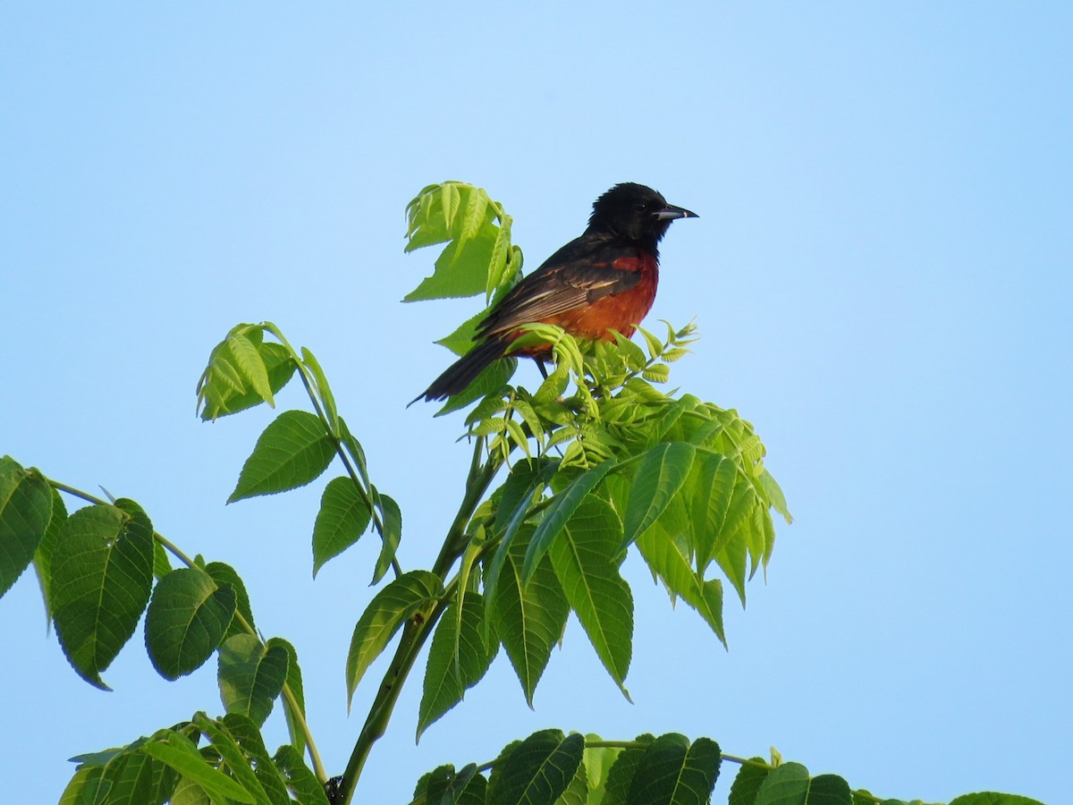 Orchard Oriole - ML638997180