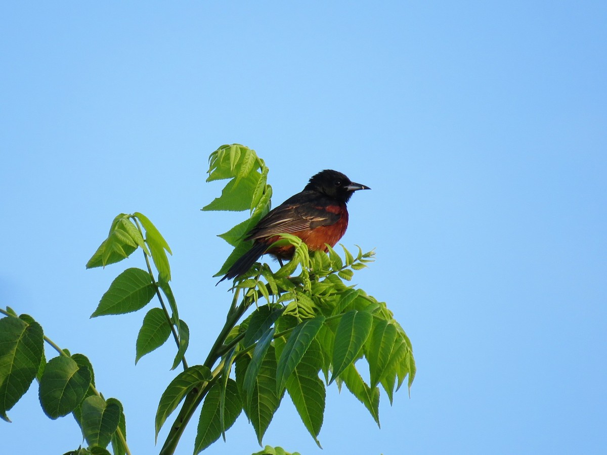 Orchard Oriole - ML638997181