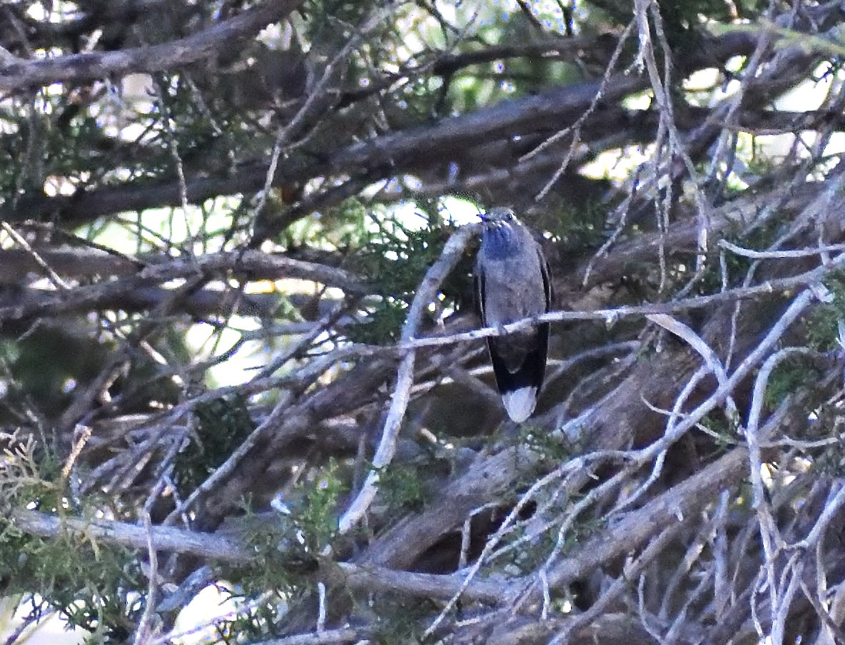 Blaukehlnymphe - ML638997183