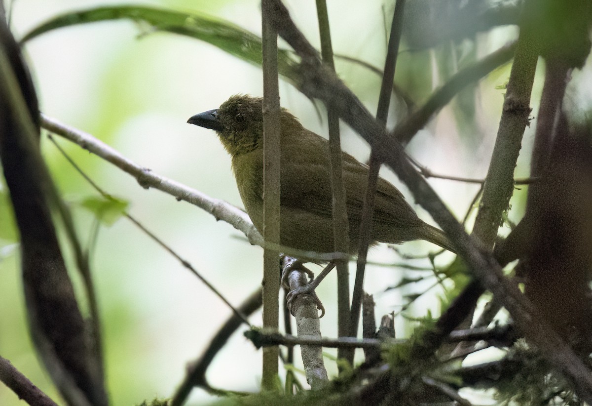 Yellow-lored Tanager - ML638997229